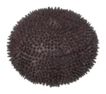 Megahouse Sea Urchin Kaitai Puzzle Series Buy Self - Assembly Food Made In Japan